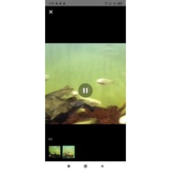 Chana striata Albino