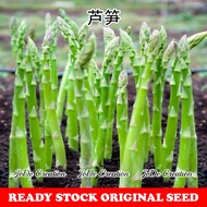 Benih Asparagus / Asparagus Seeds / 芦笋种子 (50 seeds)