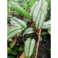 Calathea whitestar, 2 leaves with pot and soil, prayer plant Real plants for sale, Live plants