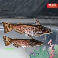 Colombian Catfish / Driftwood Catfish / Ikan Lele Kolombia / Colombia
