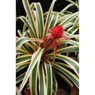 Bromeliad Ananas Ivory Coast