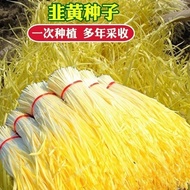 Four Seasons Leek Yellow Seeds Leeks Low Temperature Resistant Weak Light High-Produced Farm Daejeon