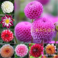 #Flower Seed#200Dahlia Seed Double al Easy Living Plant Dahlia Seeds Double Leaf Grow up Easily Plan