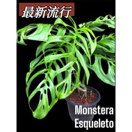 【TW668】Monstera Esqueleto Baby / Anak pokok live plant