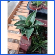 ✆ ▦ ✟ Sensevia/Snake Plant 4Sale