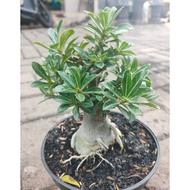 Bonsai Adenium Bonsai