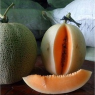 Benih Melon Kirani F1 - Bibit Melon Kulit Putih Daging Orange SUPER