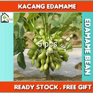 5pcs BIJI BENIH KACANG EDAMAME / KACANG BULU / KACANG SOYA JEPUN / JAPAN EDAMAME BEAN SEED