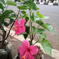 Tanaman Kembang Sepatu / Bunga Hibiscus / Tanaman Hibiscus