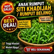Anak Rumput Siti Khadijah / Rumput Beijing