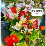 ✇Rare!!! Rooted Bougainvillea Maharani