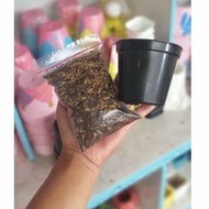 8cm Pot + Planting Media