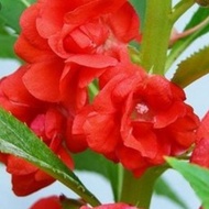 Seed. Biji benih bunga keembong warna merah