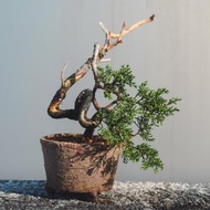 迷你真柏盆栽【手工陶盆】藝術盆栽 松柏盆栽 系魚川真柏 細魚川