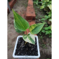 anthurium brownii variegata l anthurium corong variegata Limited