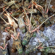 Lobster laut 300-500gr 1kg isi 3