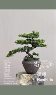【Dream Plants植禮遇】植禮 | 金鑽羅漢松 Golden Diamond Podocarpus 