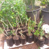 bahan bonsai adenium/kamboja jepang