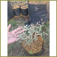 ☢ ∈ ❖ VARIEGATED AFRICAN TALISAY PLANT (SMALL)