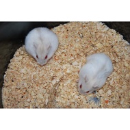 SEPASANG HAMSTER JANTAN BETINA WINTER WHITE PEARL SIAP BREEDING TERNAK