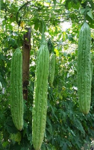 P25 per pack ampalaya / bitter gourd seeds - condor seeds - plant seed - vegetable seeds - Hybrid Am