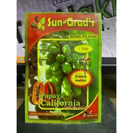 Benih Betik Sekaki SUN GRAD'S California (1gm)