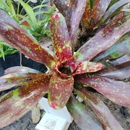 Bromeliad Murah. Neoregelia Marmorata. Outdoor/indoor plant