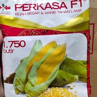 Benih jagung manis hibrida PERKASA F1 1750 butir jagung perkasa manis