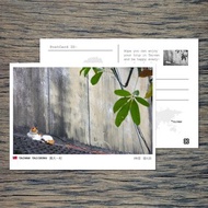 No.16臺灣明信片 / 臺中興大一村貓咪 / 任選買10送1