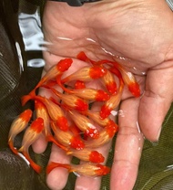 GUPPY ALBINO SUPER RED KOI  ( TOP QUALITY )