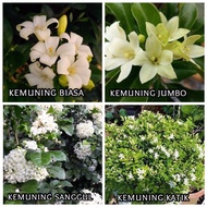 Pokok muraya paniculata, orange jessamine, kemuning biasa, sanggul, jumbo, katik dan compact (boleh 