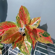 AGLAONEMA RED STRIPTIS