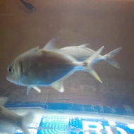 ikan beby GT..