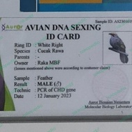 Sepasang Cucak rowo siapan DNA (1 tahun up) Ring Merah - Putih R