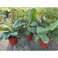 READY STOCK🌿Musa Tropicana🌿dwarf Banana🌿