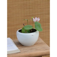 [Small Bell▪Du] Bowl Lotus Utopia Small Medium Miniature Balcony Potted Plant Aquatic Flowers Orname