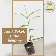 halia bentong pokok Price & Promotion-Okt 2026 | BigGo Malaysia