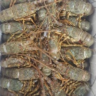 A+ lobster laut 1kg 6-9 ekor