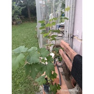 Anak pokok anggur jenis Dixon
