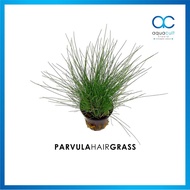 HOT ITEM Eleocharis Parvula Dwarf Hair Grass - Pot Pusilla Hairgrass (Aquascape/Aquarium)