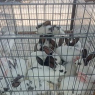 anak kelinci Rex karpet pure