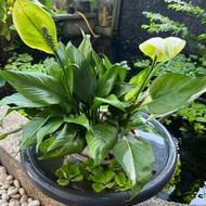 Spathiphyllum variegated peace lily domino Indoor plant Pokok hiasan dalaman Balcony plants housepla