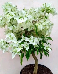 bibit bugenvil white bunga tumpuk