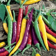 rainbow cayenne chili chilli hot pepper plant seeds