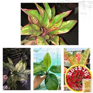 Aglaonema varieties for sale height/toys/shoes/flowers/seeds/ height/ear/Height/height // rose nfyh
