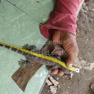 tokek rumah/gecko/tokek rumah ukuran 33-32 cm real