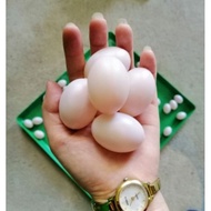 Combo of 10 fake pigeon eggs