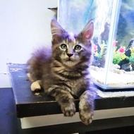 Kucing MaineCoon Betina Asli Bukan Mix. Line ped CFA Maine Coon