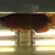 ikan arwana super red 85cm