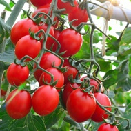 Tomato Principe Borghese 20 to 30 Seeds Dwarf Vegetable Heirloom Specially Sourced For SG